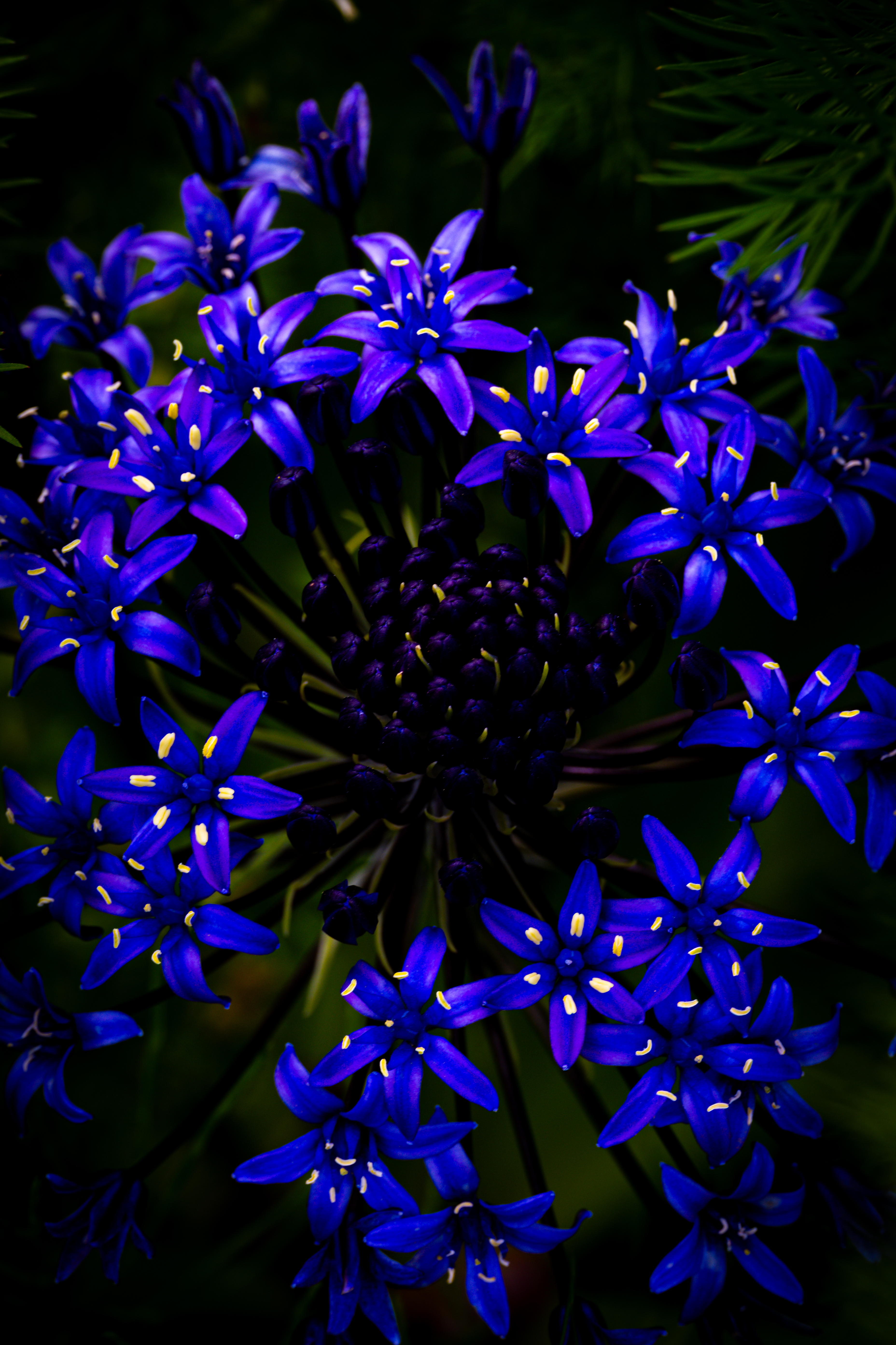 Nocturne Bloom — Fine Art